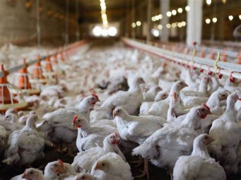 Us Bird Flu Outbreak In Chickens