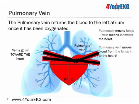 Ekg Lesson 3 The Basics Cardiac Anatomy And Physiology Youtube