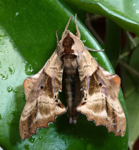 Moth On H Carnosa Leaf Vermont Hoyas