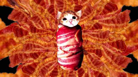 Cat Funny Cats Funny Animals Funniest Animals Pigs In A Blanket Cat