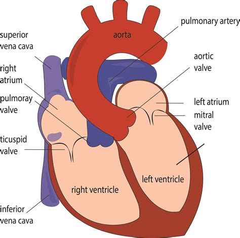 The Heart Labelled Diagram Gambaran