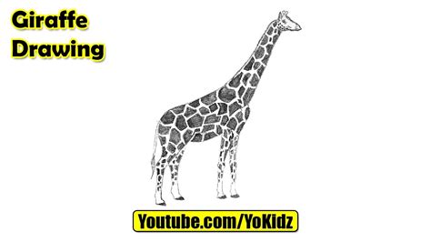 Giraffe Drawing Easy Video Shakira Quinones