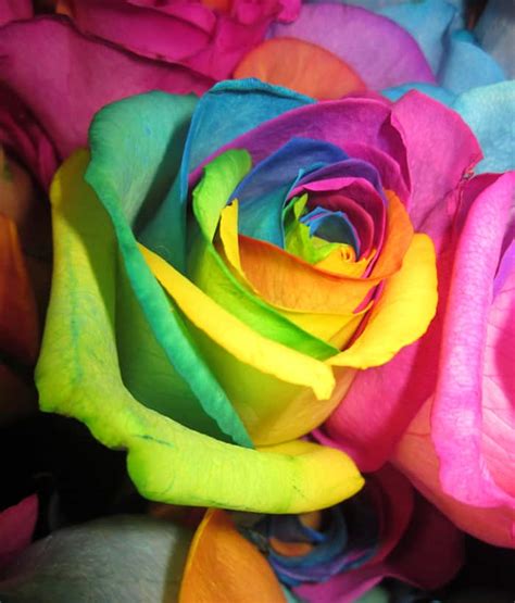Here you can find the best rainbow roses wallpapers uploaded by our community. Rainbow Roses - Wholesale Wedding Flowers Blog ...