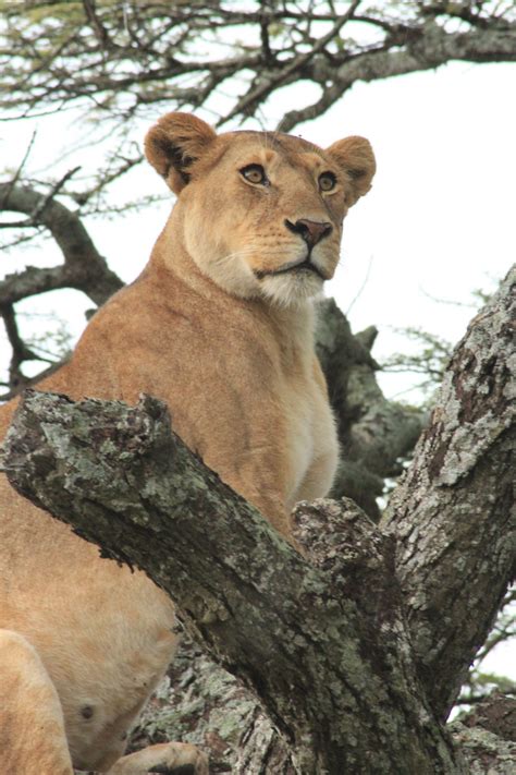 Free Images Wildlife Zoo Relax Fauna Lion Lioness Tree Trunk