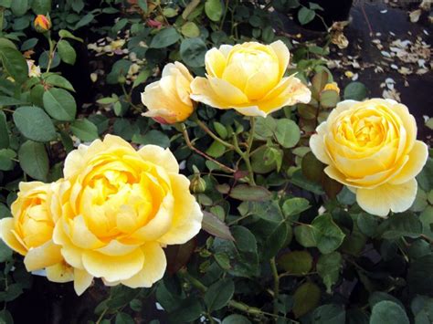 Roses are shipped in january only! David Austin Roses: Fragrant - Gammon's Garden Center ...