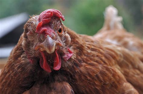 Isolate any chicken you suspect is ill. Sick Chicken Stock Photos, Pictures & Royalty-Free Images ...