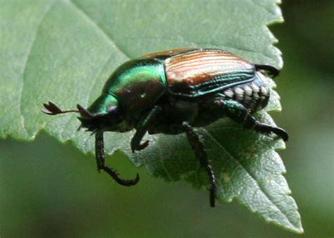 Japanese beetle damage is pretty easy to identify. Japanese Beetle - What's That Bug?