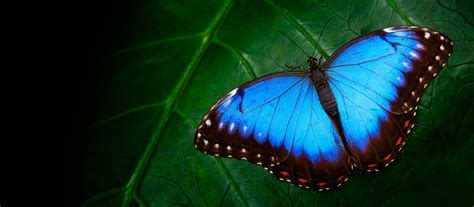 Butterfly Meaning Symbolism And Significance In World Culture Shop Lc