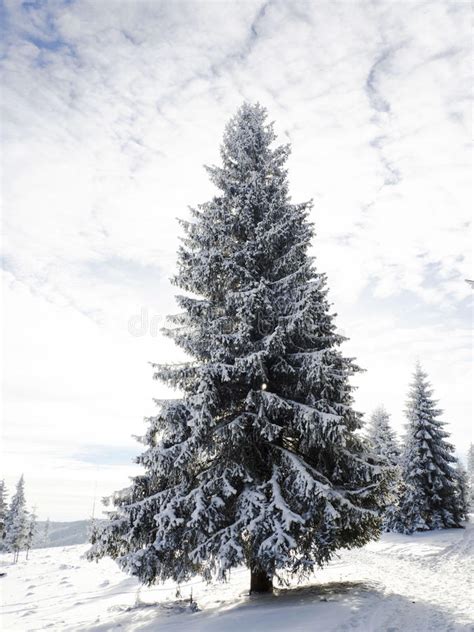 Winter Wonderland Amazingsnowy Fir Tree Stock Photo Image Of