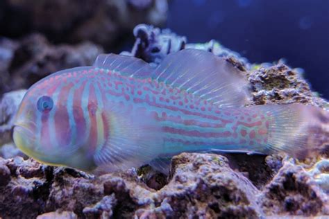 Green Clown Goby Fluval Usa