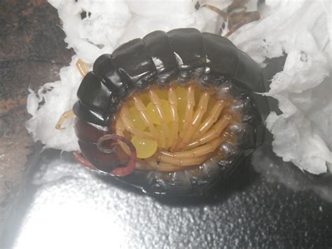 デジタルすべて 動画 写真集 電子書籍 ソフトウェア その他. 大量のムカデに対処する | 虫博士ドットコム