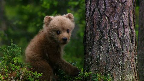 Two Brown Bear Cubs Have Their First Tree Climbing Lesson National
