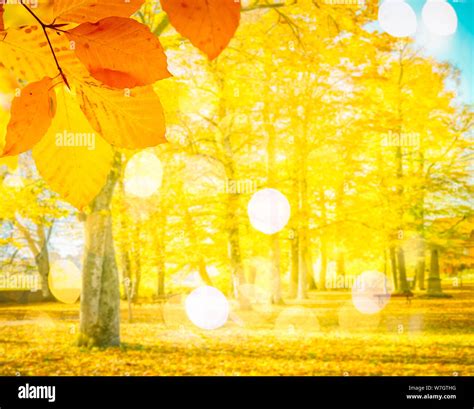 Vibrant fall foliage Stock Photo - Alamy