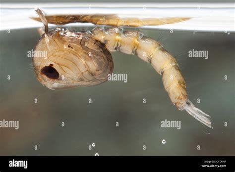 Gnat Pupa In Water Culex Pipiens The Common House Mosquito Stock