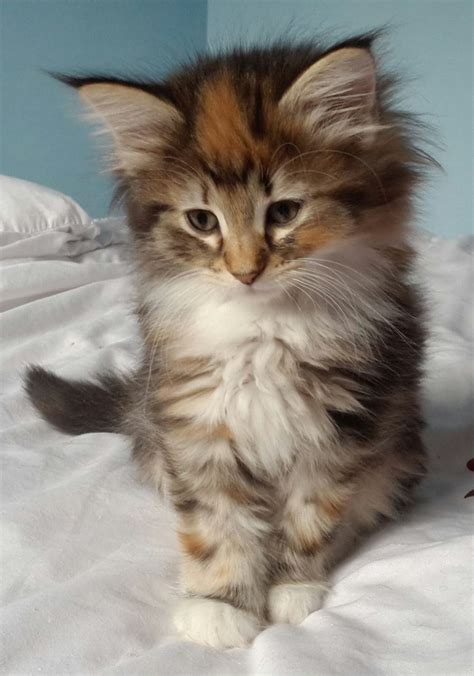 Gorgeous Norwegian Forest Kittens | Ulverston, Cumbria ...