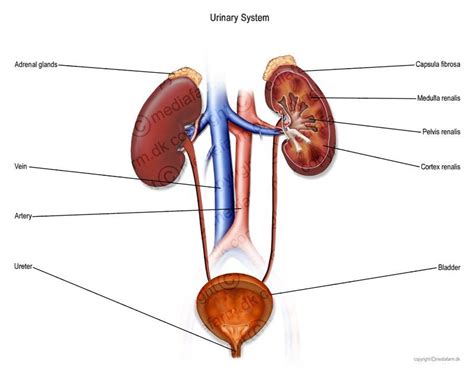 Description Of Urinary System