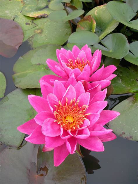 Water Lily Nymphaea Wow Water Plants For Ponds Water Lilies