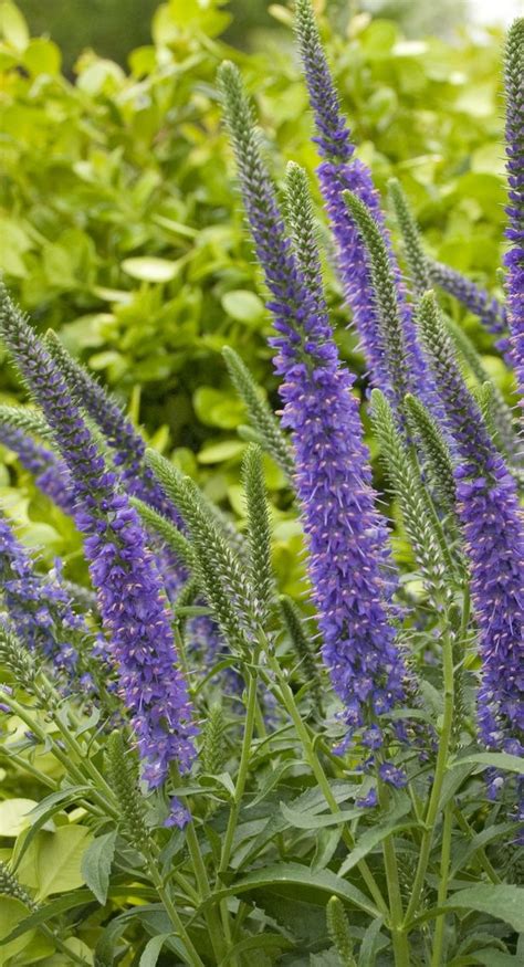 Free plant identification with images plants. This is a variety that has the texture a deer will avoid ...