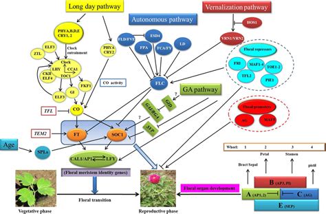 The Putative Schematic Network Of Flowering Induction Pathways And
