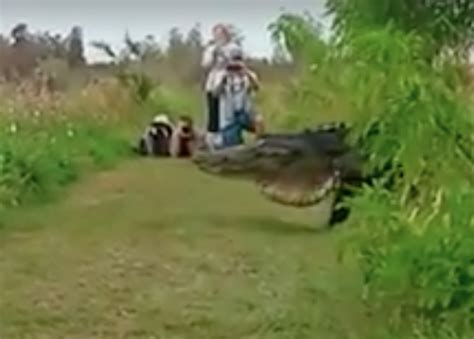 We have multiple office locations and numerous service programs that can be tailored to meet both your pest control needs and budgetary requirements. Massive Alligator Spotted In Florida