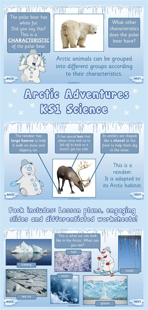 Arctic Animals Facts Ks1