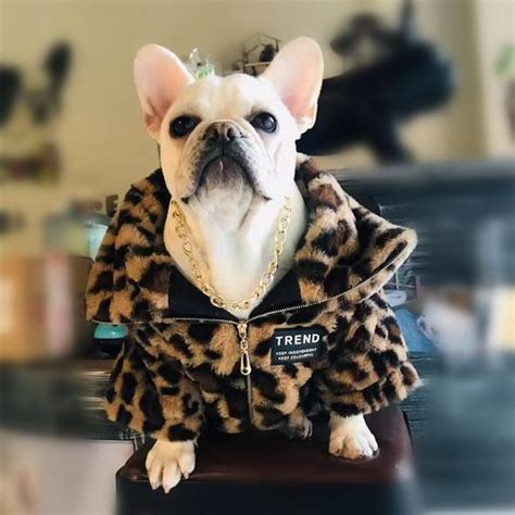 7 Finest French Bulldog Coats For 2019 Frenchie World Shop