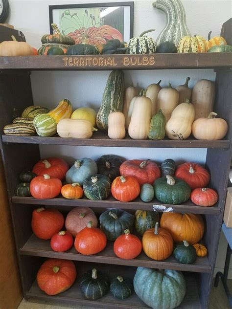 Picking Perfect Pumpkins And Squash — Territorial Seed Company Blog