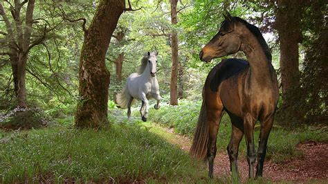 Come Galloping To Me Forest Brown Woods Running White Couple