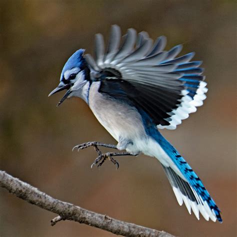 Blue Jay In Flight Feederwatch