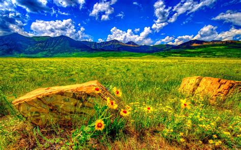 Summer Wild Flowers Stones Meadow Mountain Blue Sky With