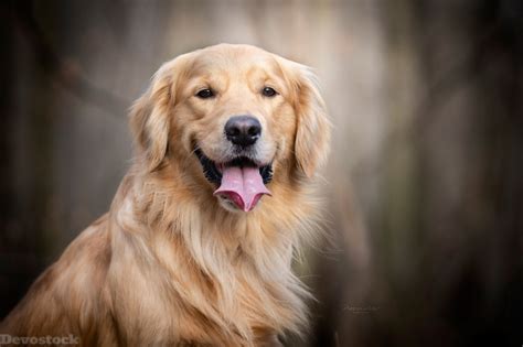 Devostock Animal Dog Golden Retriever Tongue 4k Devostock Download