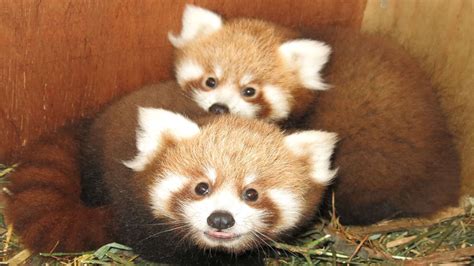 Red Panda Cubs Born At Port Lympne Wild Animal Park Near Hythe