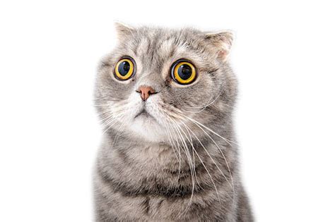 Royalty Free Scared Cat Pictures Images And Stock Photos Istock