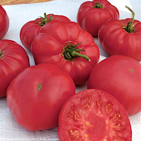 Granny Cantrells German Pink Tomato A Comprehensive Guide World