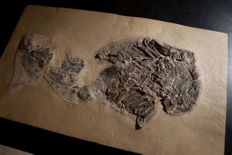 Gladbachus is an extinct genus of chondrichthyan. UChicago Study of Ancient Fossil Complicates the Shark ...