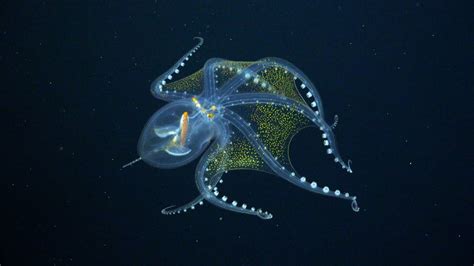 See Stunning Creatures Just Found In The Unexplored Deep Ocean Flipboard