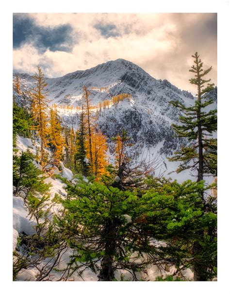 Frosty Mountain And The Golden Larches Rvancouver