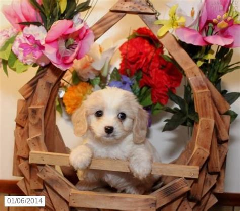 Lovely - Cavachon Puppy for Sale in Allensville, PA ...