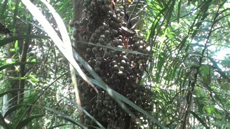 Jun 26, 2017 · untuk mencari umbut yang berasal dari tunas rotan, warga harus jalan kaki dari perkampungan menuju hutan kph banyuwangi utara dengan jarak tempuh sekitar 20 kilometer. Tren Untuk Jenis Pohon Rotan - Bunga Hias