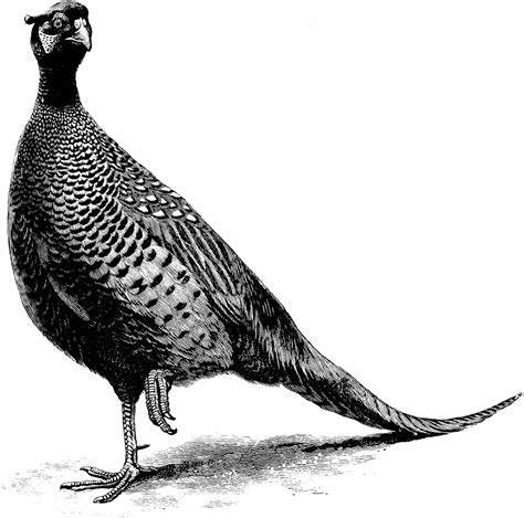 Pen And Ink Drawing Of Pheasant In Black And White Drawing By Mario