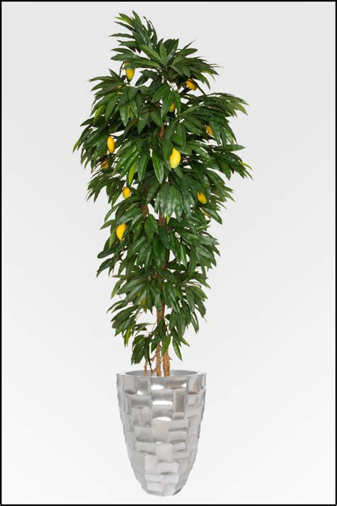In deutschland wird der mangobaum fast ausschließlich als kübelpflanze gehalten, denn er ist nicht winterhart. Wir bieten Ihnen eine große Auswahl an künstlichen ...
