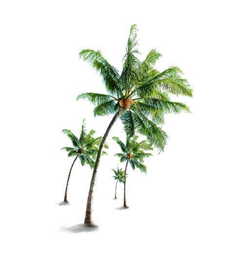 Coconut Tree Png Free Download Png All