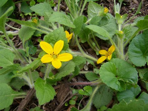 Images of native flowering perennials that are good food sources for wild bees. Eastern Pennsylvania Native Plant Garden May Home