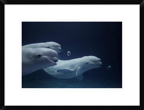 Global Gallery Beluga Whale Trio Blowing Toroidal Bubble Rings Shimane