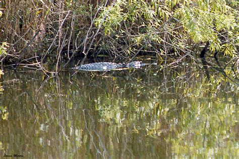 Alligator Anhinga Trail Everglades National Park A Photo On Flickriver