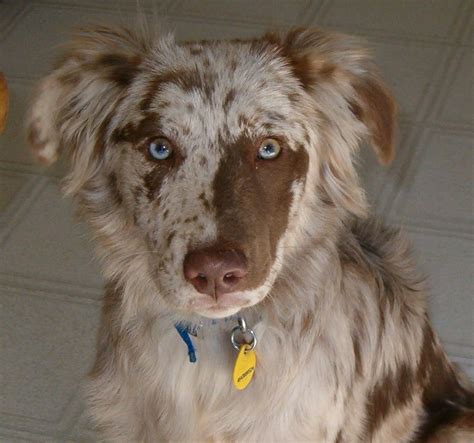 We breed to asca and akc standards and produce dogs that are capable in all venues: The Aussiedor - Australian Shepherd-Labrador Puppies ...