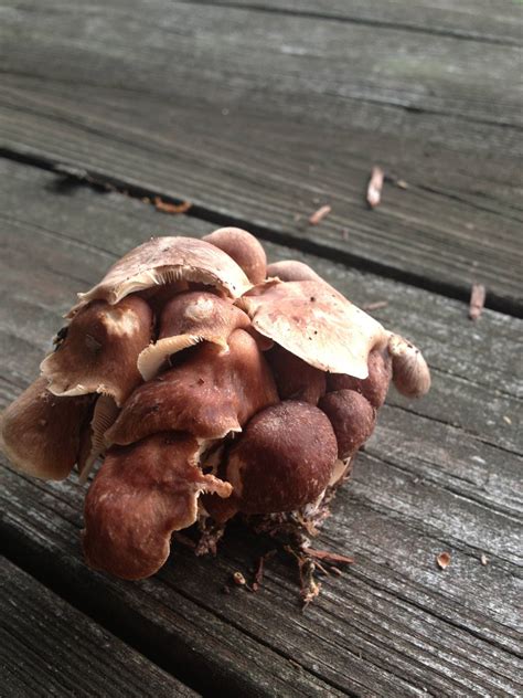 Need Help Mushroom Identification West Virginia Mushroom Hunting And