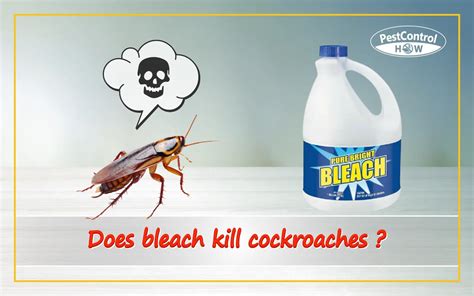 Does Bleach Kill Cockroaches Quick Read