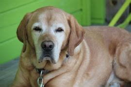 Check out babcock north veterinary hospital located in san antonio, texas. My Pet's Vet