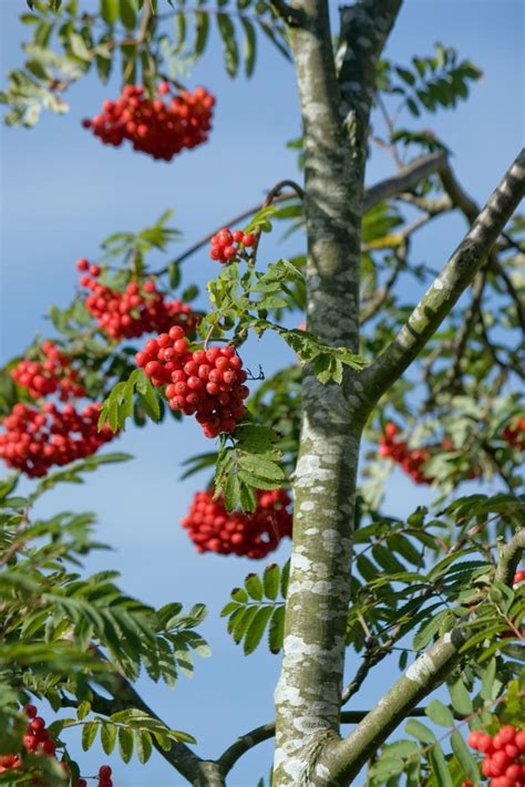 Free Images Tree Nature Branch Sky Fruit Berry Leaf Flower